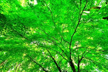 緑あふれる新緑と木漏れ日のある木