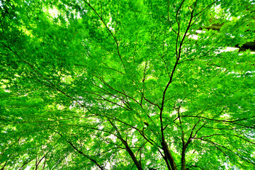 緑あふれる新緑と木漏れ日のある木