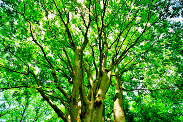 緑あふれる新緑と木漏れ日のある木