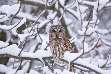 Barred Owl snowy perch