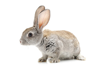 rabbit isolated on white background