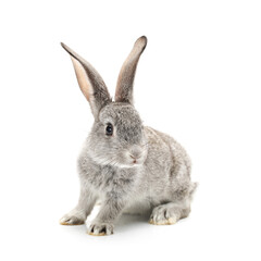 rabbit isolated on white