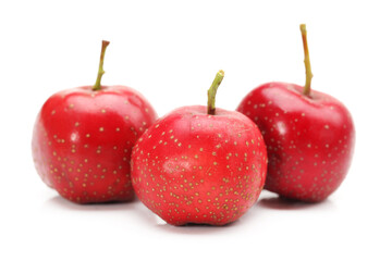 Hawthorn on a white background 