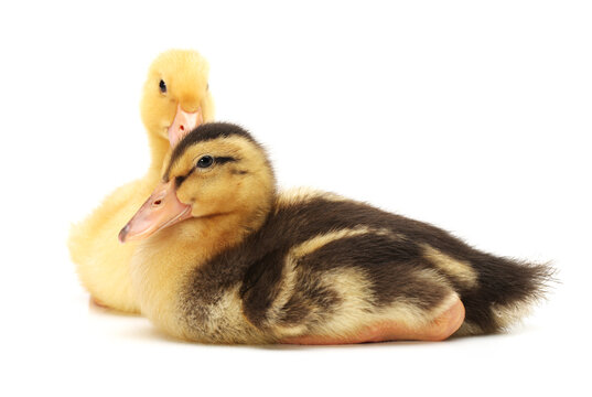 duckling on white