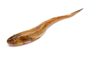 fresh flathead fish on white background