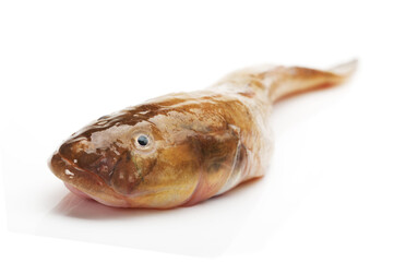fresh flathead fish on white background
