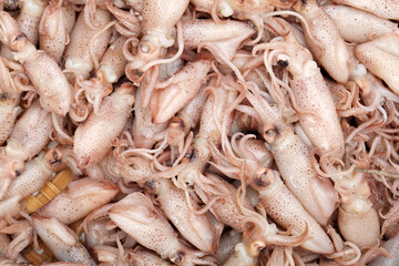 Fototapeta premium Small Freshly Steamed Squids background