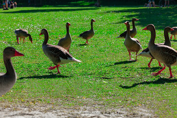 Geese in the city park . Geese on the lawn