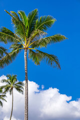 Tropical Coconut Palm Trees. Holiday and Vacation Concept. Tropical Beach. Selective focus.