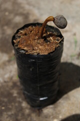 Seedling of Virola chrysocarpa from costa rican rainforests