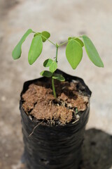 Sapling of Dalbergia retusa in cultivation