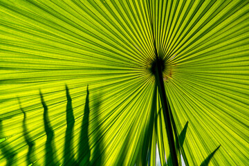 Beautiful Hypnotic Patterns of Big Green Palm Leaf on Sunlight, Horizontal Landscape Image