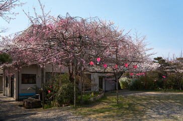 Cherry blossom festival (hanami) at Nagoya Branch of Chiyo Inari Shrine. Nagoya. Japan