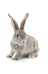 Fototapeta na wymiar grey rabbit on a white background