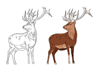 Illustration for a coloring book in color and black and white. Drawing of a deer on a white isolated background. High quality illustration