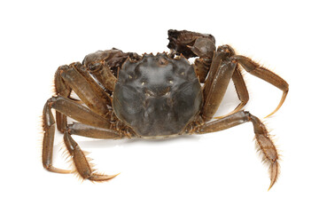crab on white background