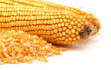grain corn closeup on a white background