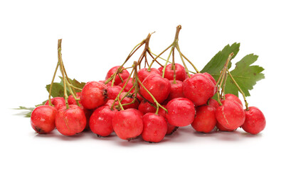 Hawthorn on a white background 