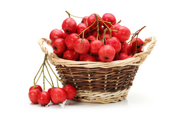 Hawthorn on a white background 