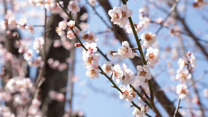梅の花