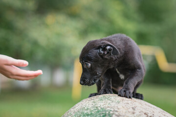 Portrait of a small black puppy in the park.