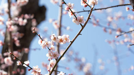 梅の花