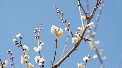 梅の花