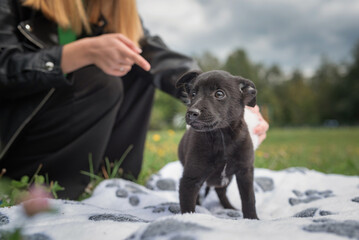 Little black puppy on a blanket in the park.