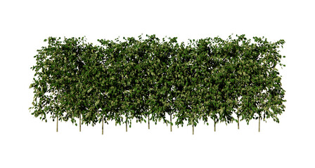 Isometric shrub plant 3d rendering