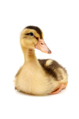 Obraz premium duckling isolated on white