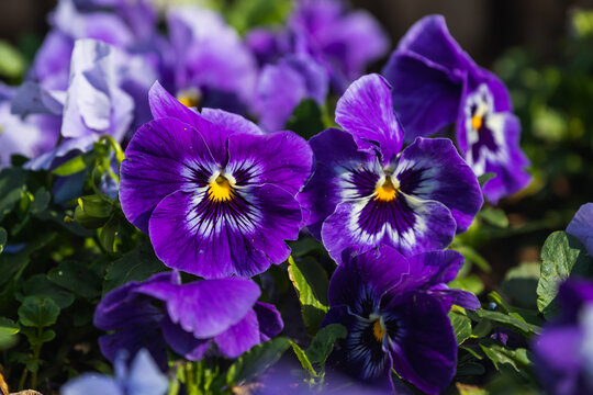 Close-up of colorful  purple  violets, soft selective focus