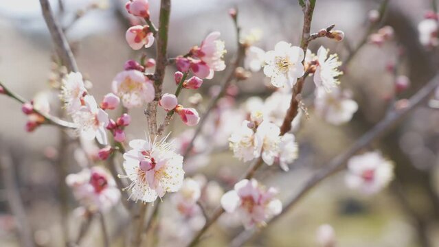 梅の花