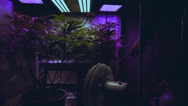 marijuana cannabis hemp grower farmer cultivator watering spraying fertilizing plants indoor DIY medical CBD THC
