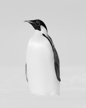 PENGUINS IN ANTARCTICA
