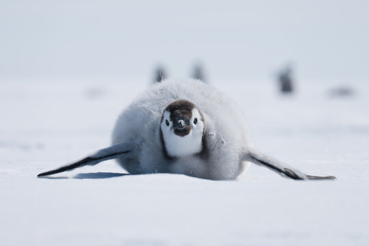 PENGUINS IN ANTARCTICA
