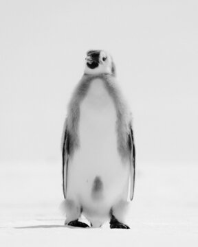 PENGUINS IN ANTARCTICA