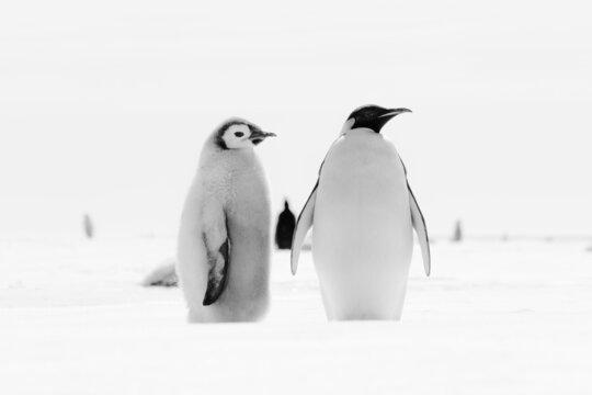 PENGUINS IN ANTARCTICA