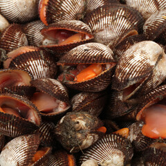 Scapharca subcrenata on white background 