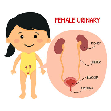 female urinary