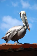 Peel and stick wall murals Blue Roof Pelican