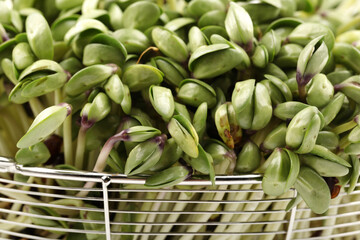 Black bean sprouts on white background