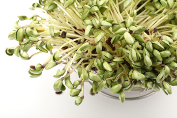 Black bean sprouts on white background