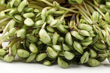 Black bean sprouts on white background