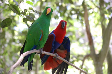 Parrot Bros