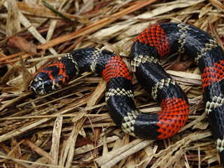 coral snake micrurus altirostris