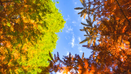 autumn leaves in the sun