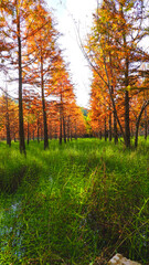 Obraz premium autumn in the forest