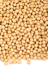 gold soybean 