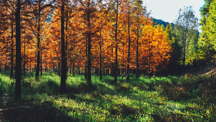 Obraz premium autumn in the forest