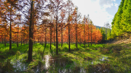 autumn in the forest